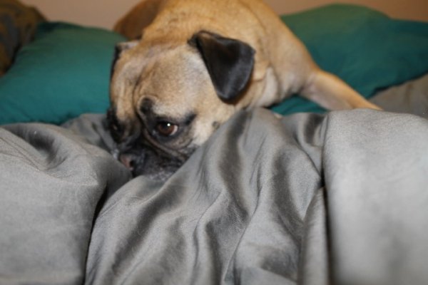 fawn dog laying down in bed